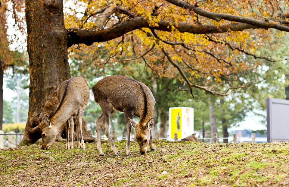 nara deer park japan
