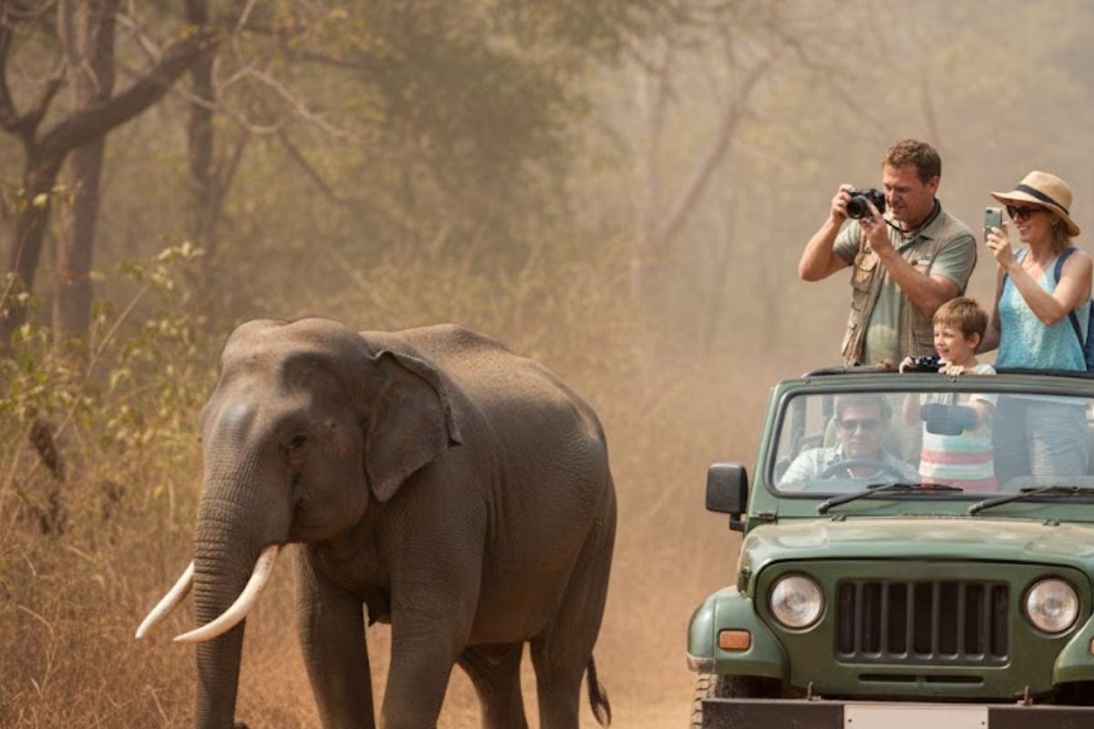 Jeep safari to spot elephants At yala