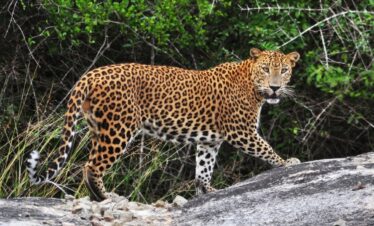 Srilanka Wildlife