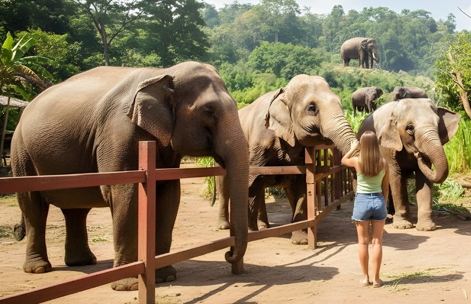elephant sanctuary