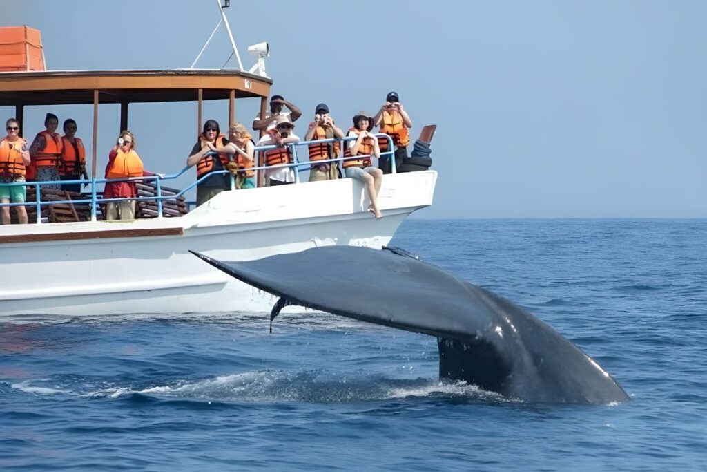 morning whale-watching tour