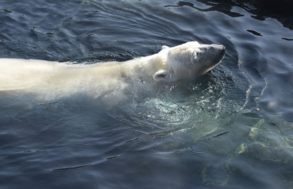 Antarctic Peninsula Wildlife Encounters