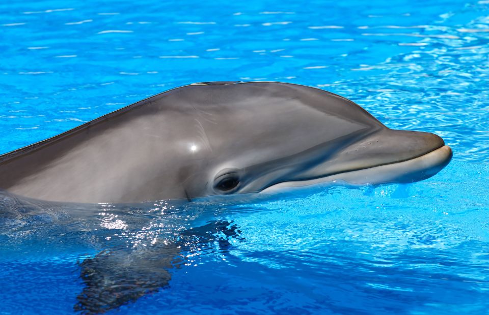 Kizimkazi dolphin spotting