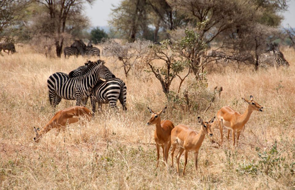  Tarangire National Park