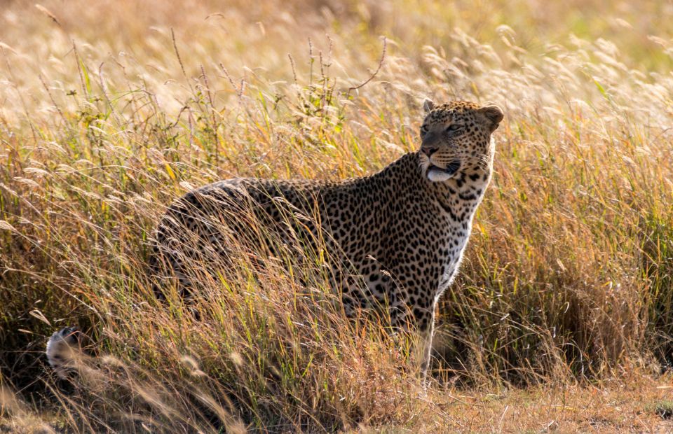 Lions and leopards in Serengeti National Park