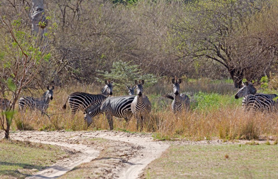 𝐓𝐚𝐧𝐳𝐚𝐧𝐢𝐚 Safari