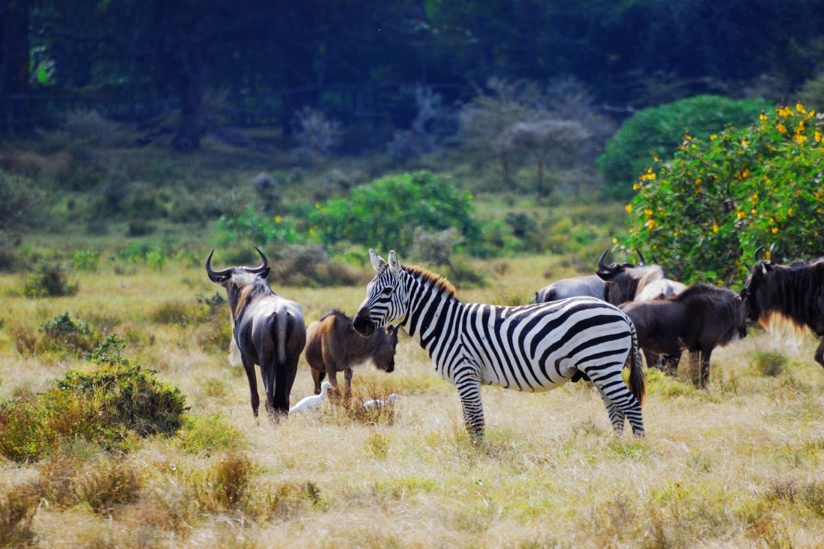 Safety Begins with Respecting Wildlife