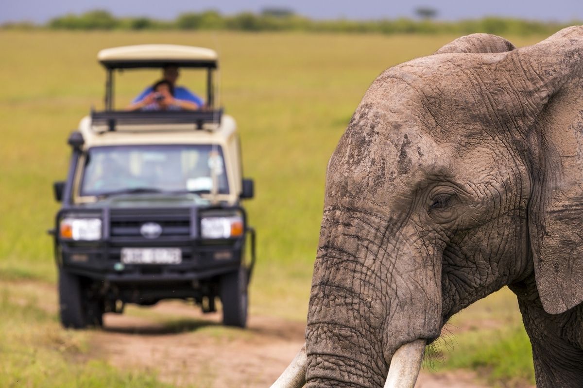 Wildlife Tour Safety