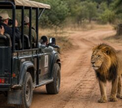 Wildlife tour safety tips