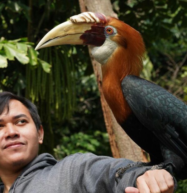 Borneo