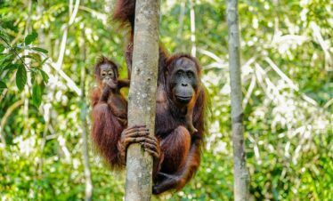 Borneo adventure