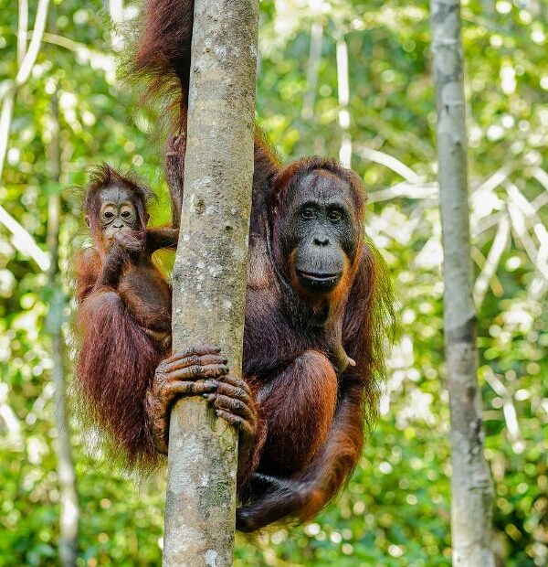 Borneo adventure