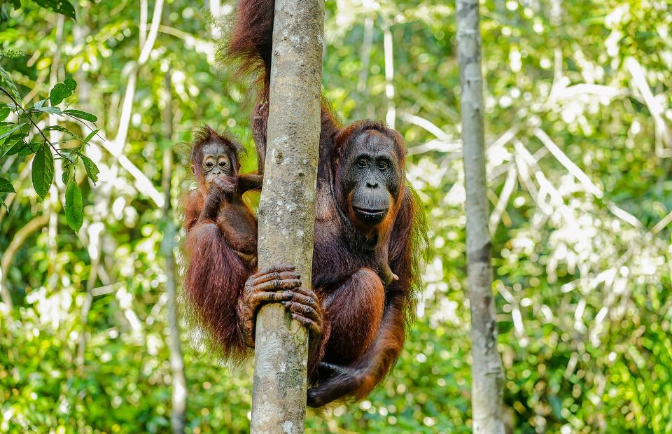 Borneo adventure