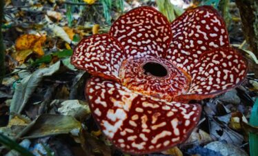 Borneo wildlife