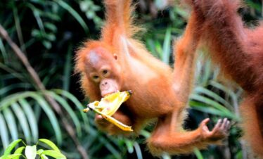 Borneo's Orangutans