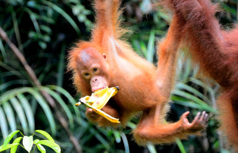Borneo's Orangutans