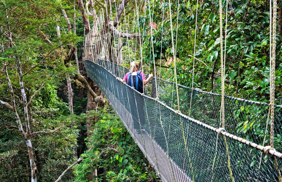 Canopy walkway Borneo's Orangutans