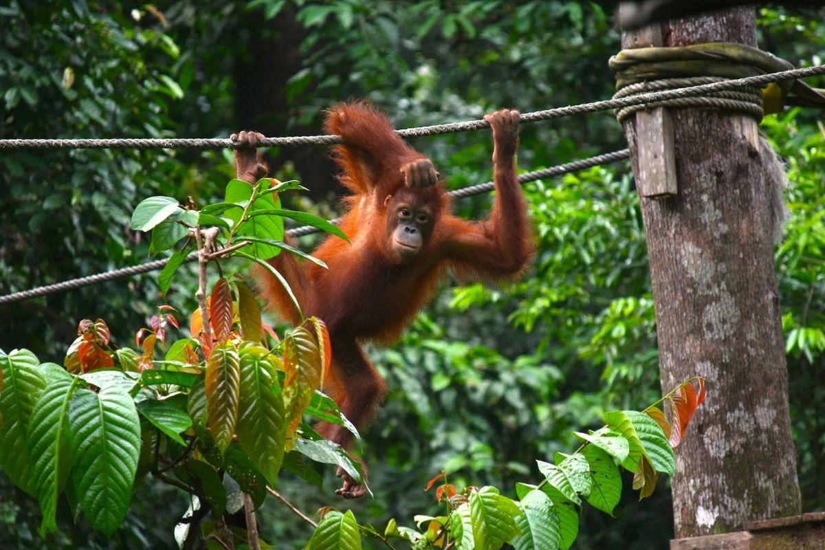 Sepilok Orangutan Rehabilitation Centre